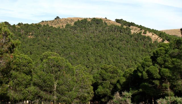 immatriculation du domaine forestier