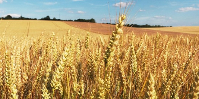 Conjoncture : la bonne campagne agricole 2017 confirmée