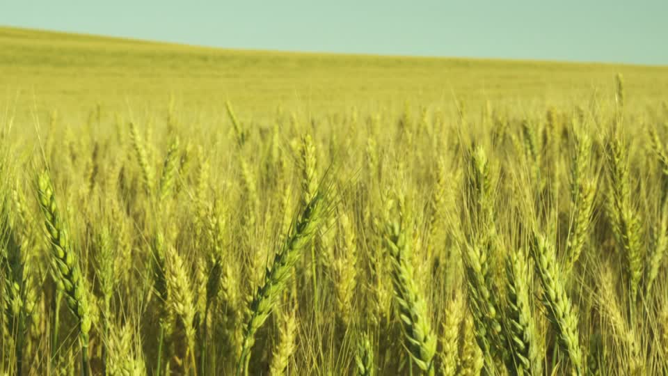 Bonne évolution de la campagne agricole