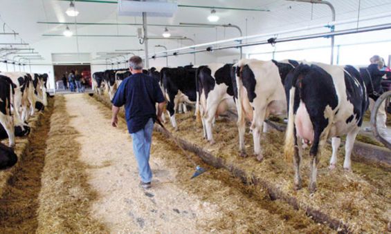 Filière lait : couverture sociale et médicale au profit de 50.000 éleveurs laitiers