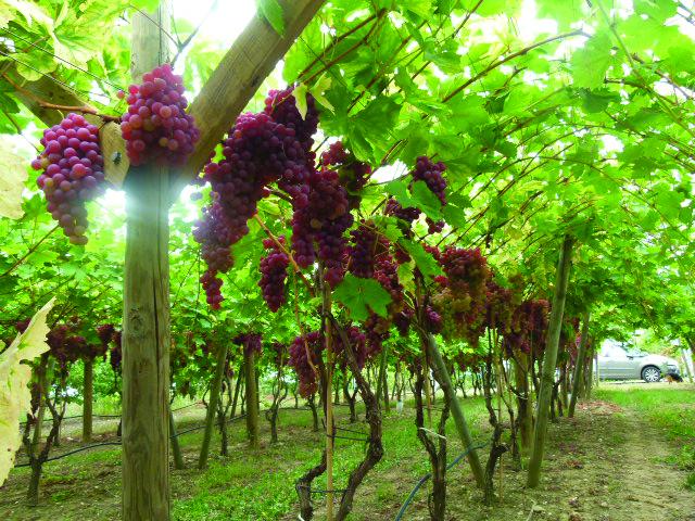 L'Administration des douanes et les producteurs de raisins renforcent leur partenariat