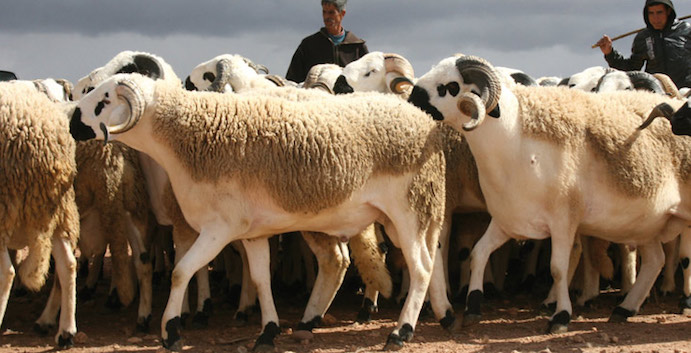 Aid Al Adha : L'offre dépasse la demande plus de 48%