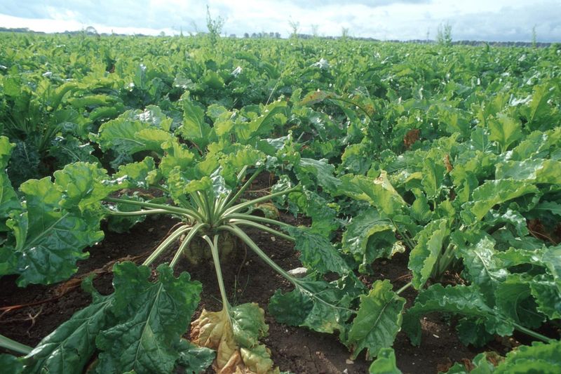 Lancement à Fquih Ben Saleh de la deuxième phase de la campagne betteravière