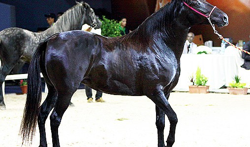 Salon du cheval: Hausse de 27% de l'élevage équin entre 2011 et 2017