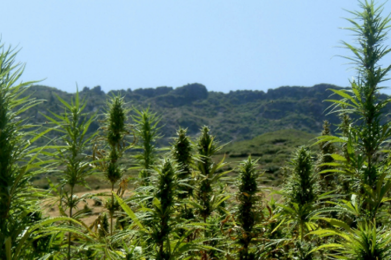 Cannabis : Le Maroc doit-il franchir le pas de la légalisation ?