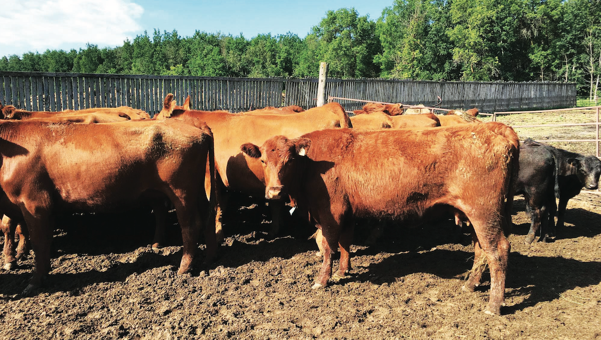 Fièvre aphteuse : les éleveurs dans l’expectative