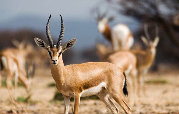 Espèces menacées : comment le Maroc protège ses gazelles