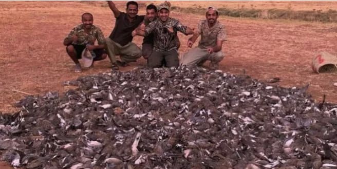 Les résultats de l'enquête sur la partie de chasse illégale à Marrakech