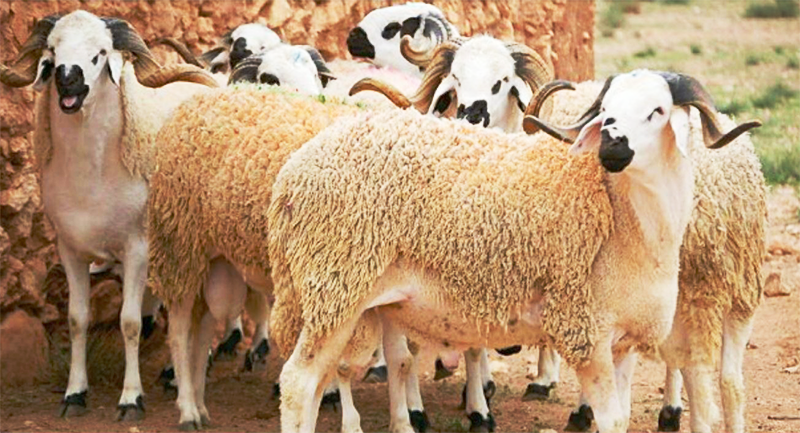 Aïd Al-Adha 2020 : "Les éleveurs confrontés à plusieurs incertitudes"