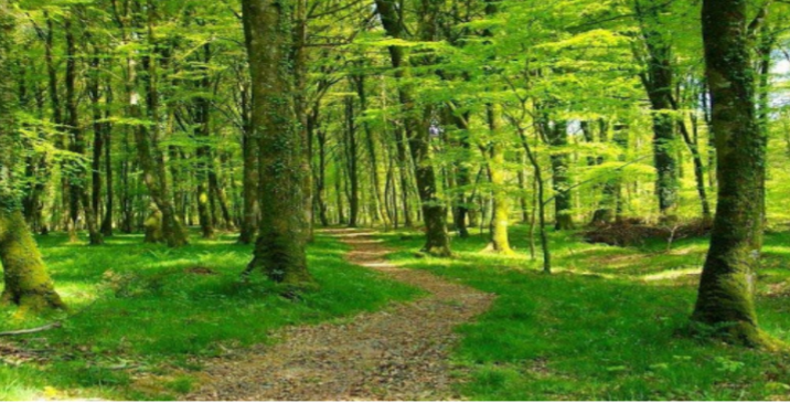 Forêts du monde : 420 millions d’hectares partis en fumée en 30 ans