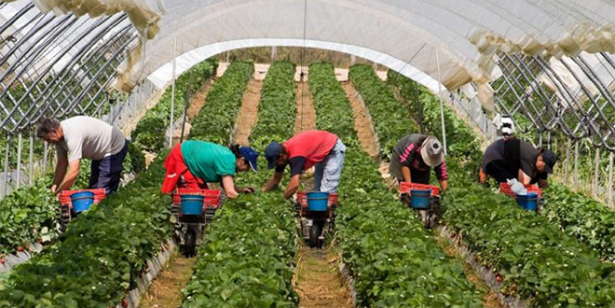 Rapatriement à partir de samedi des saisonnières marocaines travaillant à Huelva