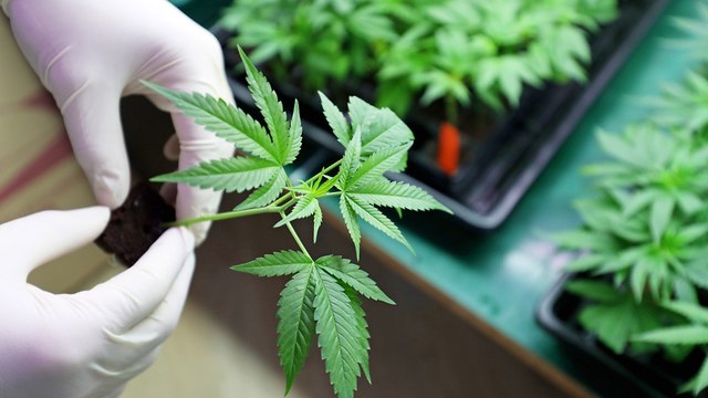 Ça y est, le Maroc va structurer la culture et l’exportation du cannabis