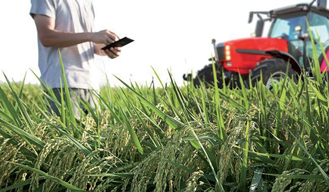 Campagne agricole: une bonne récolte en perspective