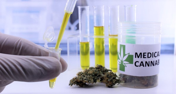Usage médical du cannabis: le revenu net annuel pourrait atteindre les 110.000 DH par hectare