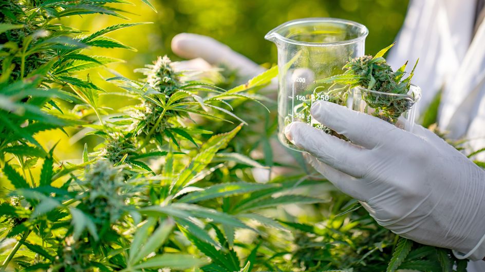 Recherche scientifique: premier congrès au Maroc sur l’utilisation des dérivés du cannabis