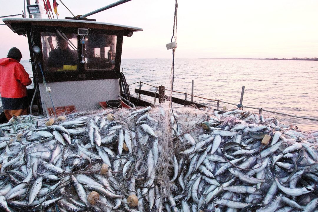 Pêche: hausse de la valeur des produits commercialisés de 29% à fin octobre