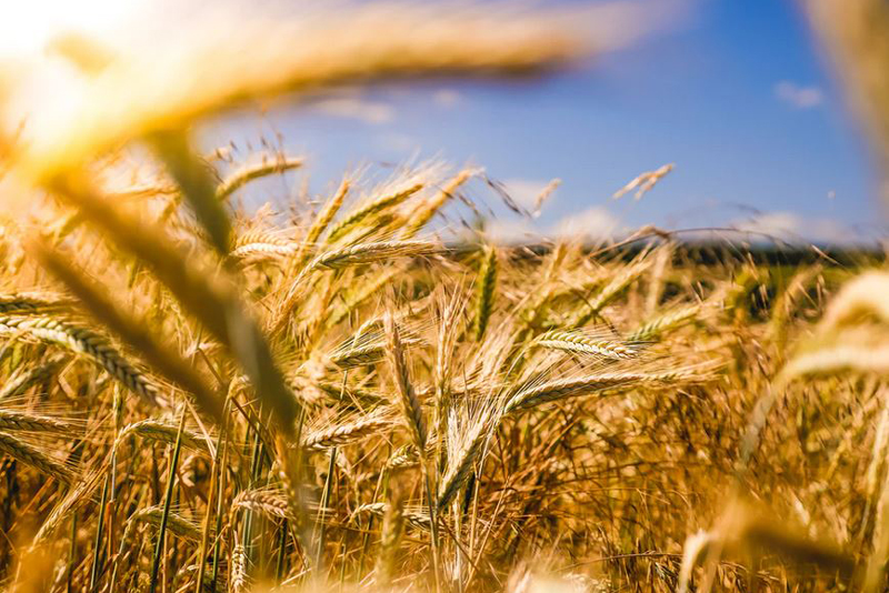 Campagne céréalière 2021/2022: 34 millions de quintaux récoltés