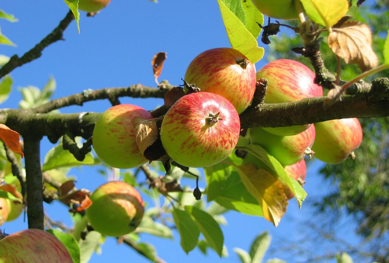 Arboriculture fruitière: des ambitions fortes pour le nouveau contrat-programme