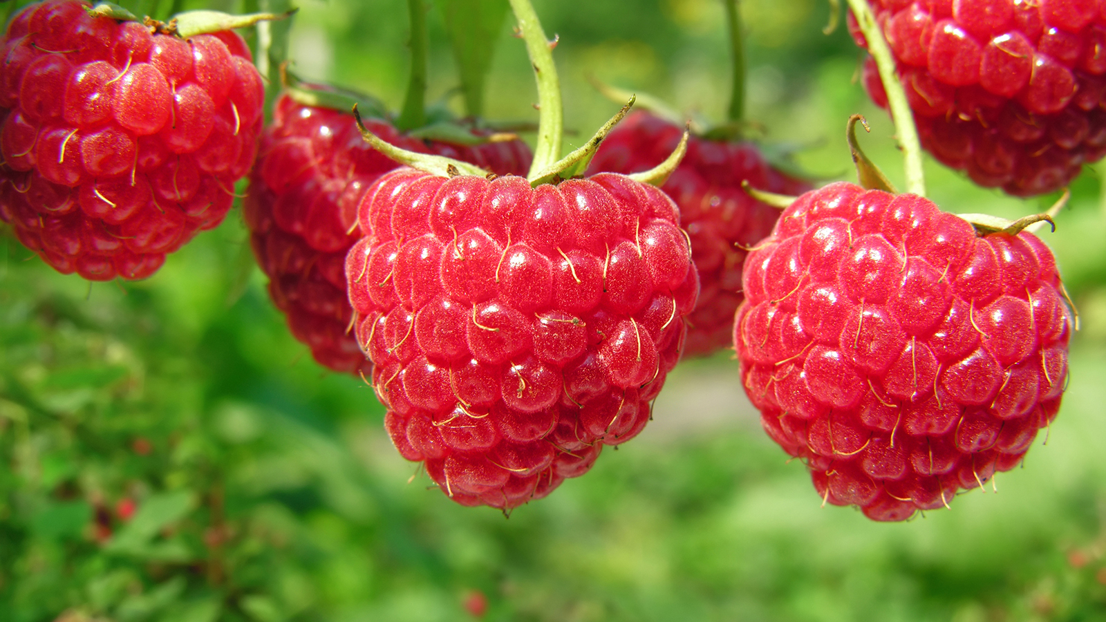 Fruits rouges: une filière qui a le vent en poupe