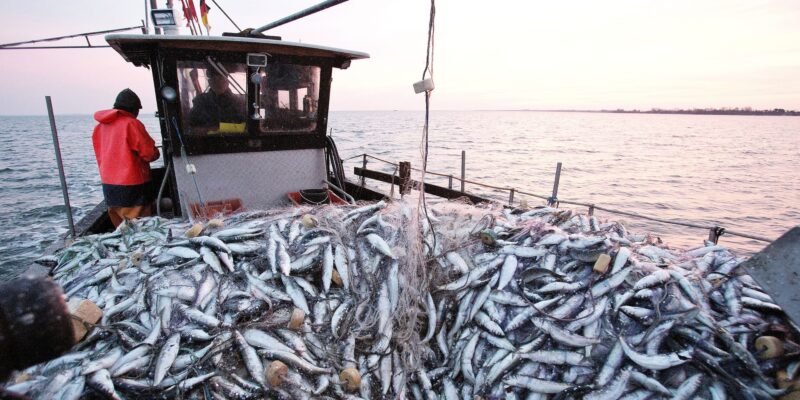 Pêche : baisse de la valeur des débarquements de 2% à fin février