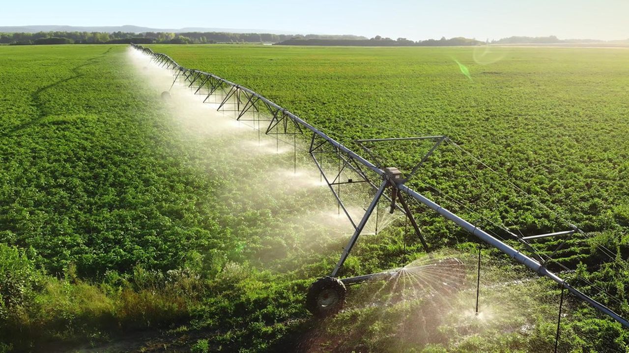 Cultures consommatrices d’eau : faut-il revoir le modèle agricole marocain ?