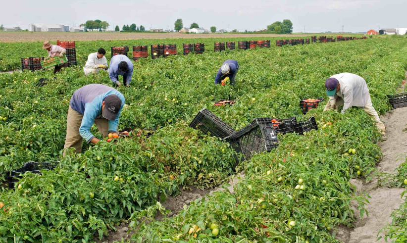 Agriculture : la pénurie de main-d'œuvre qualifiée frappe les campagnes