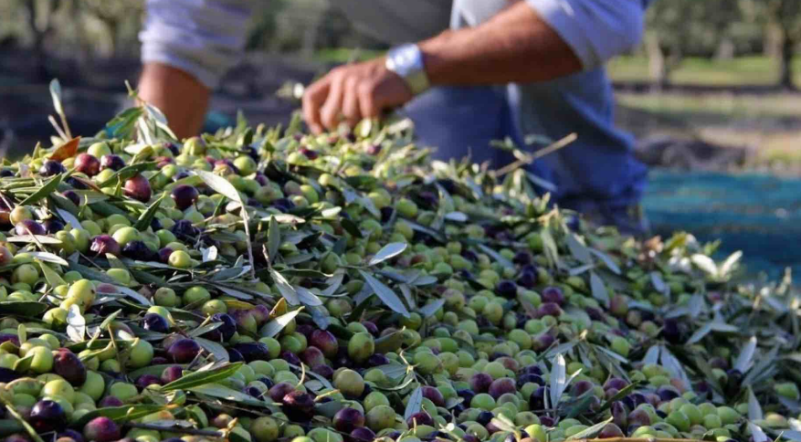 Oléiculture : les récoltes s’annoncent meilleures que prévu
