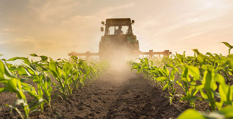 Campagne agricole 2025-2026 : la récolte attendue à près de 90 millions de quintaux