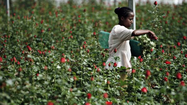 Ethiopie : Holmarcom fleurit son business 